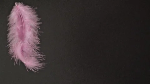 Pink feather on black background. Stock Footage 332913928