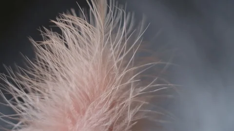 Pink feather close-up macro. Selective focus, blurred focus, abstraction. Stock Footage 108136759