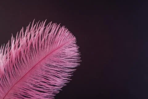 Pink feather close up 스톡 사진
