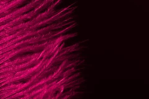 Pink feather on a dark background texture. Festive invitation and greeting card Stock Photos