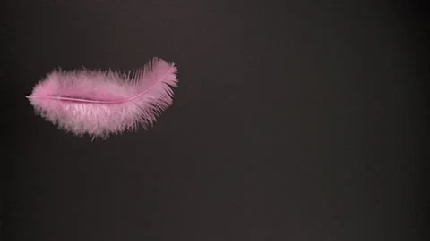Pink Feather Drifting on Black Background. 스톡 동영상 329602724