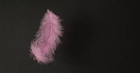 Pink Feather Drifting on Black Background. Video stock 329963861