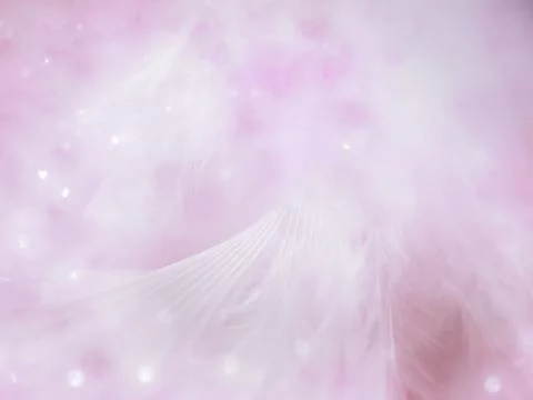 Pink feather pattern texture background with bokeh Stock Photos