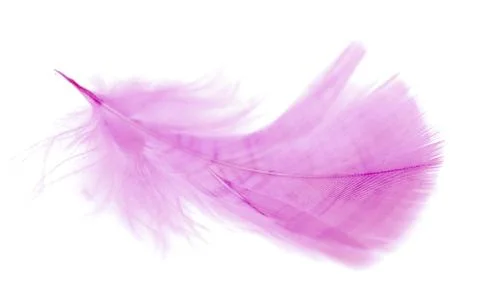 Pink feather Stock Photos