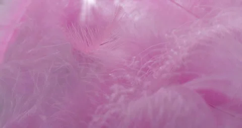 Pink feather texture. Stock Footage 338325392