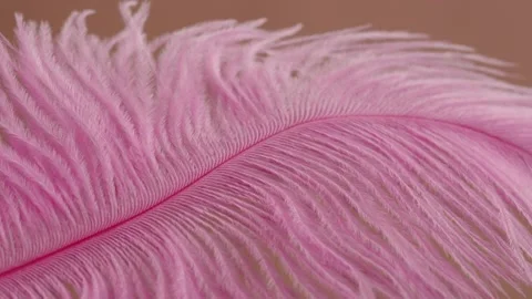Pink feather texture, soft plumelet on beige background close-up. Softness and Stock Footage 205896906
