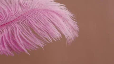 Pink feather texture, soft plumelet on beige background close-up. Softness and Stock Footage 206439021