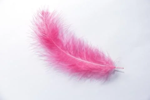 Pink feather on a white background. Ease in everything Stock Photos