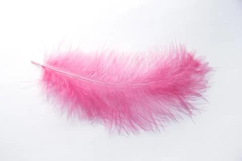 Pink feather on a white background. Ease in everything Stock Photos