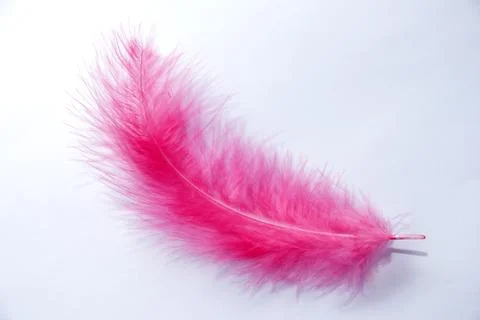 Pink feather on a white background. Ease in everything Stock Photos