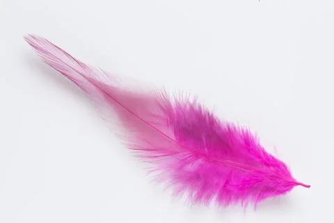 Pink feather on white background Stock Photos
