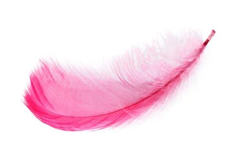 Pink feather white Stock Photos