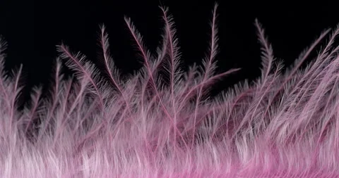 Pink Feathers on Black Background Macro. Video stock 327483194