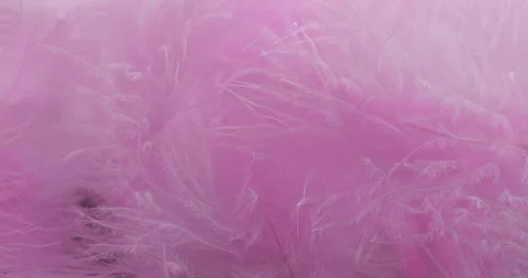 Pink feathers drift over a pastel abstract background with layered fibers Stock Footage 345029937