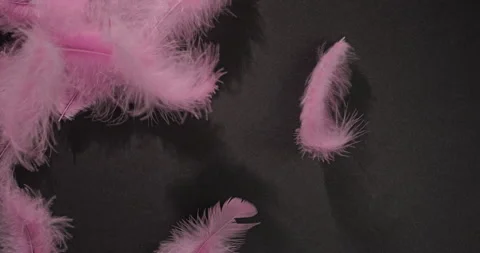 Pink Feathers Drifting on Black Background. Stock Footage 327482914