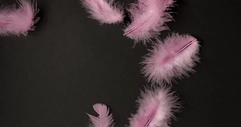 Pink Feathers Drifting on Black Background. Stock Footage 329663215