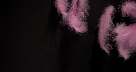 Pink Feathers Drifting on Black Background. Stock Footage 329963726