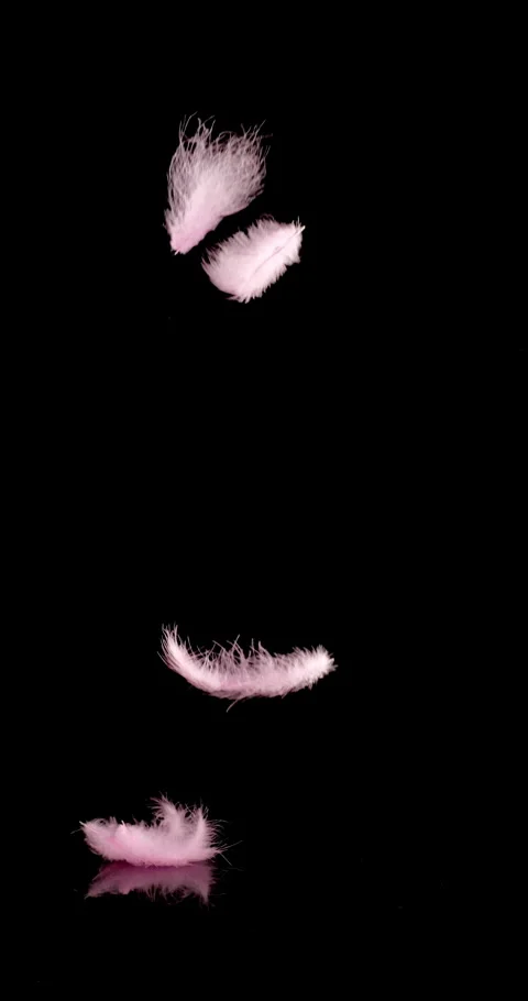 Pink Feathers Falling onto Reflective Black Surface.  Stock Footage 327482341