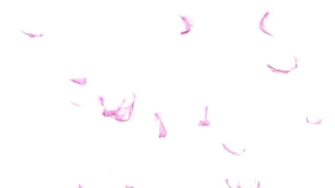 Pink Feathers Falling in Slow Motion on a White Background Stock Footage 143735034