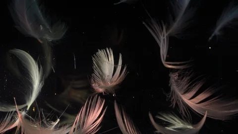 Pink feathers floating slowly Stock Footage