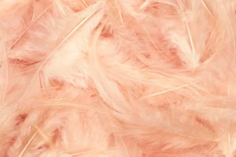 Pink feathers Фото