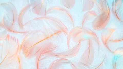 Pink feathers texture in rainbow light on blue background Stock Photos