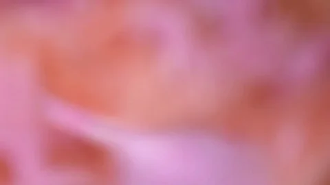 Pink feathers twirl in slow motion Stock Footage 80928004