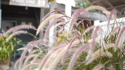 Pink field grass flower in the wind Stock Footage 64571458
