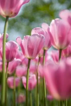 Pink Field Stock Photos