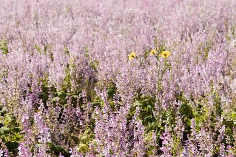 The pink field of sage. Warm midday light. Stock Photos
