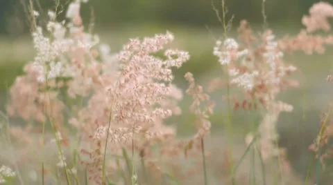 Pink field in sunset Stock Footage 36588878