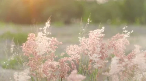 Pink field in sunset Stock Footage 50203662