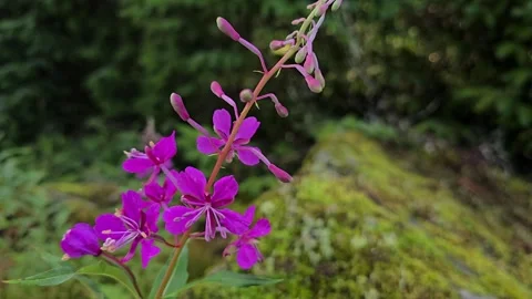 Pink Fireweed Blooming Among Granite Rocks in the forest Stock Footage 341895423