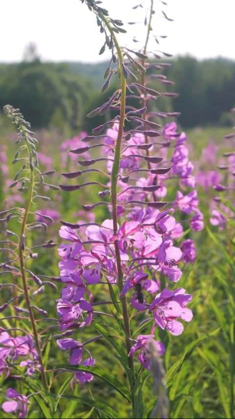 Pink fireweed sways in the wind in a field, close up Video stock 306856400