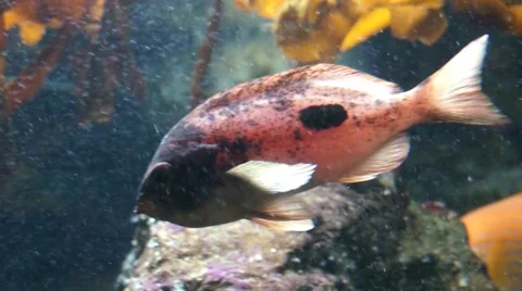 Pink fish in aquarium Stock Footage 45357346