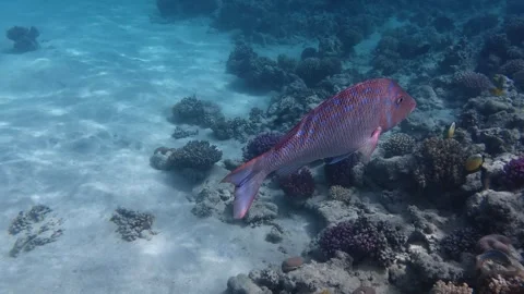 Pink fish glides calmly over coral reef 库存影片 334719967
