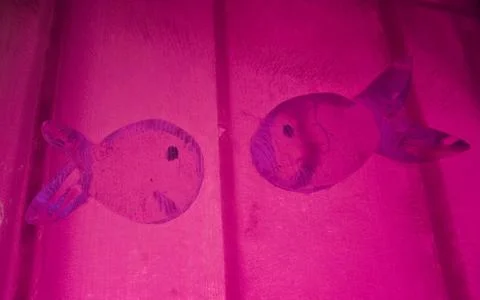 Pink fish Stock Photos