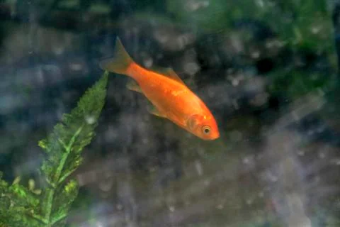 Pink Fish Stock Photos