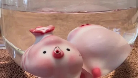 Pink fish tea pet Stock-Footage 323713034