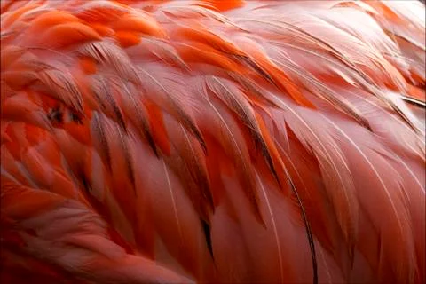 Pink flamengo   plumage Stock Photos