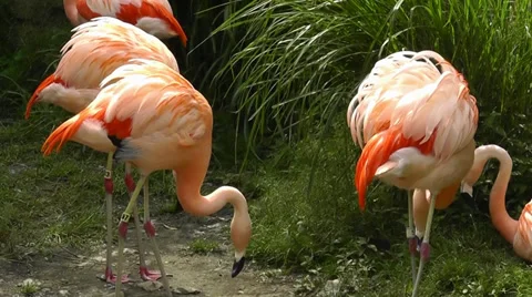 Pink Flamigo Interaction Video stock 28497925