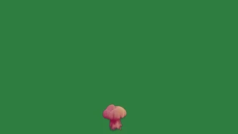 Pink flaming on flower floating cloud of smoke colored isolated on green screen Stock Footage 336858750