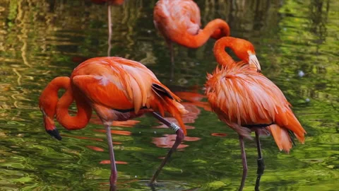 Pink Flamingo 2 Stock Footage 251235886