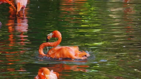 Pink Flamingo 3 Stock Footage 251224393