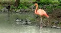 Pink flamingo and duck HD Footage