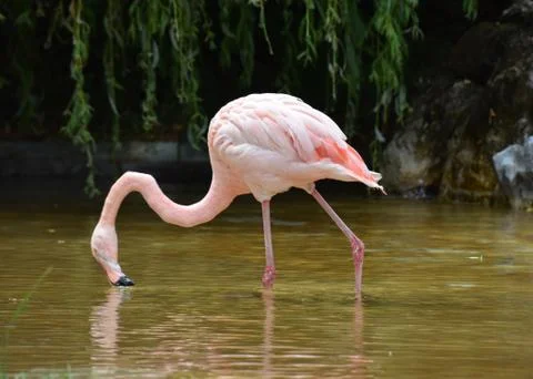 Pink Flamingo in captivity Stock Photos