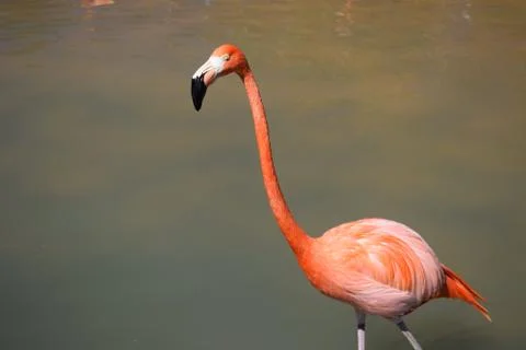 Pink flamingo up close Stock Photos