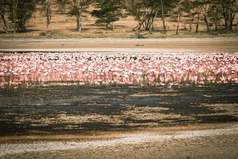 Pink Flamingo flock eats algae in Lake Nakuru National Park Kenya Africa Stock Photos