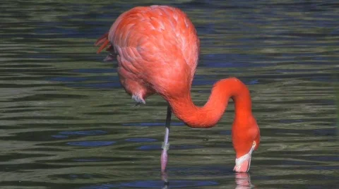 Pink flamingo Stock Footage 533644