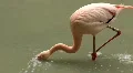 Pink flamingo HD Footage